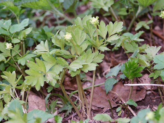 File:Adoxa moschatellina 210406.jpg