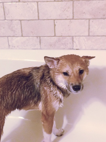 File:Fawkes december 31, 2014.png