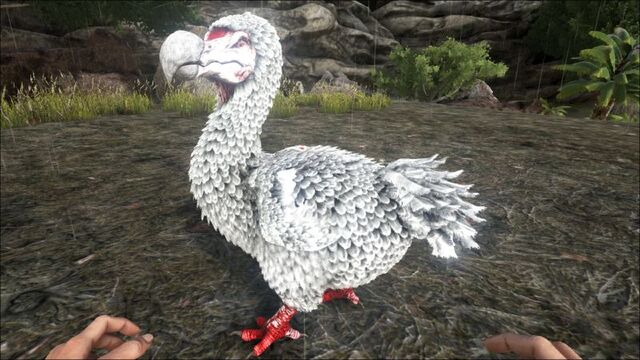 File:800px-Dodo PaintRegion3.jpg