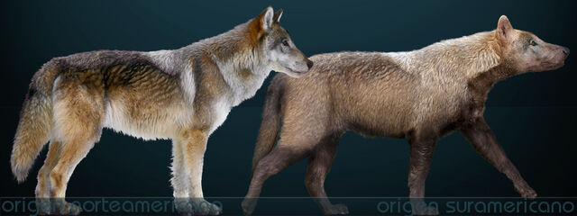 File:Canis dirus Sergiodlarosa.jpg