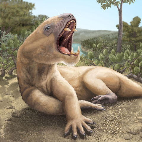 File:Purlovia maxima.jpg