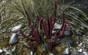 Rare flower plant.jpg