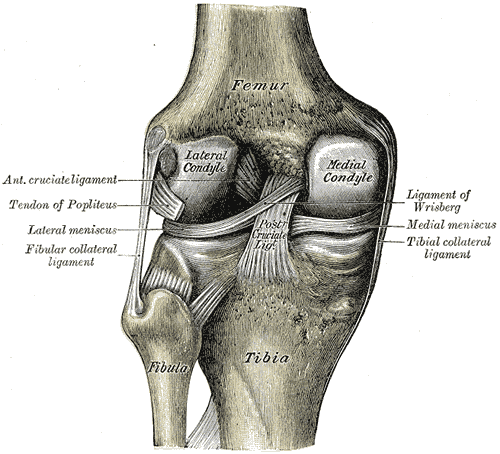 File:Gray348.png