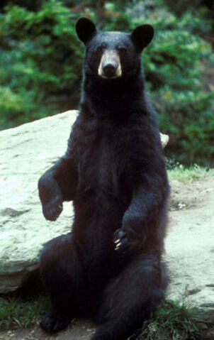 File:Black bear.jpg