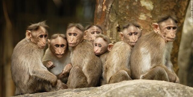 File:Monkeys.jpg