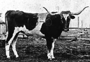 File:Bevo.jpeg