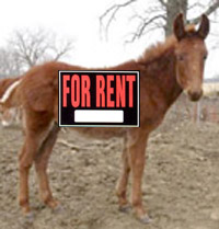 File:Mule.jpg