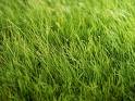File:1187036468 Grass.jpg