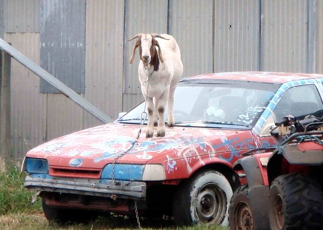 File:Goat on car.jpg