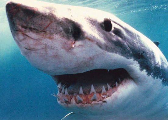 File:Shark5.jpg