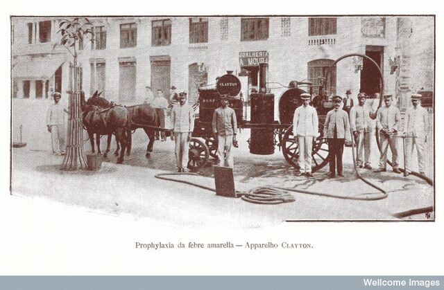 Ficheiro:Febre amarela.jpg