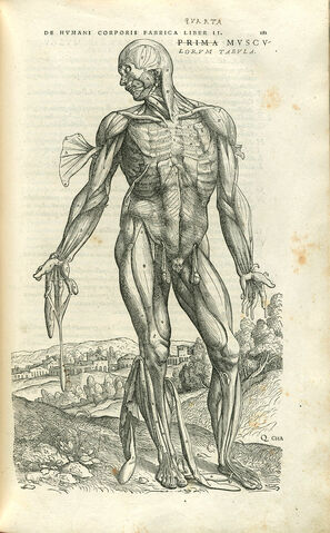 Ficheiro:Muscle men.jpg