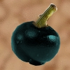 Mondfrucht.png