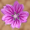 Kurelblüte.jpg