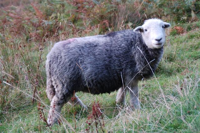 File:Herdwick sheep.jpg