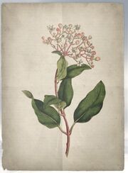 ACS DB Laurustinus