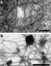 Cell research.jpg
