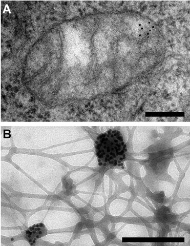 File:Cell research.jpg