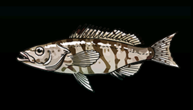 File:HarlequinBassACP.png