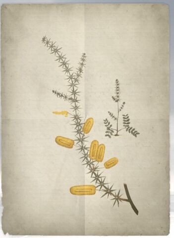 File:ACS DB Mimosa.jpg