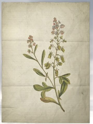 File:ACS DB Mignonette.jpg