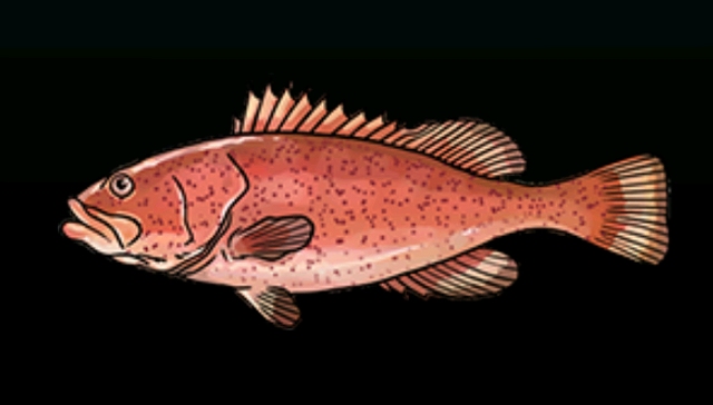 File:RedHindACP.png
