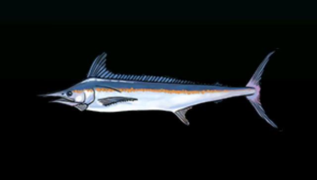 File:WhiteMarlinACP.png