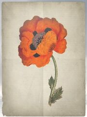ACS DB Poppy