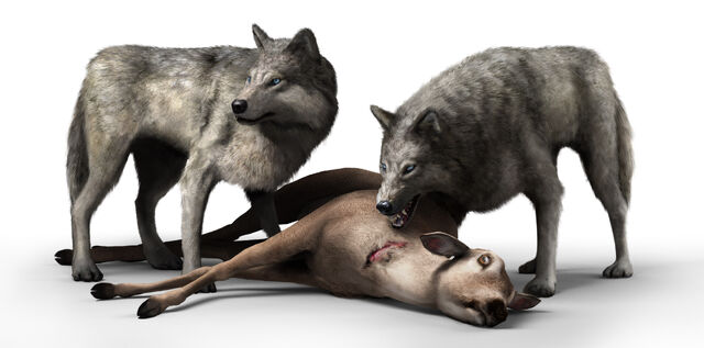 File:Wolves hunting.jpg