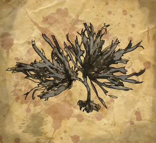 File:CtmmSeaweed.png