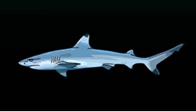 File:BlacktipReefSharkACP.png