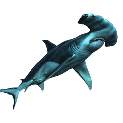 AC4 Requin-marteau