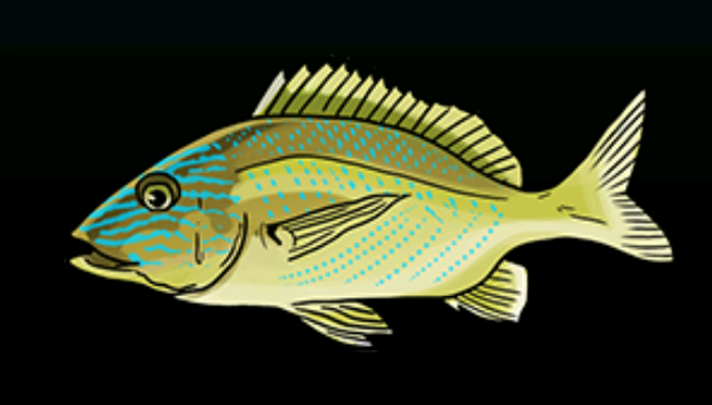 File:BluestripedGruntACP.png