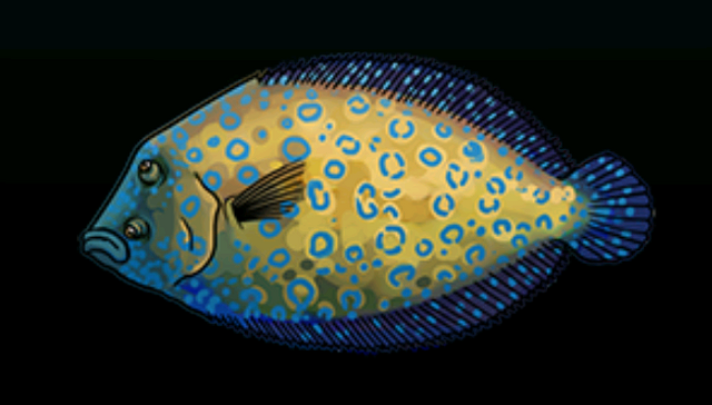 File:PeacockFlounderACP.png