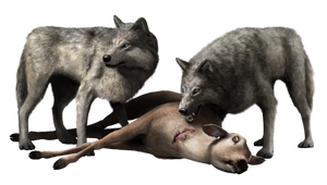 ACIII Loups.png