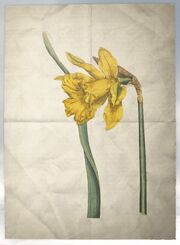ACS DB Daffodil