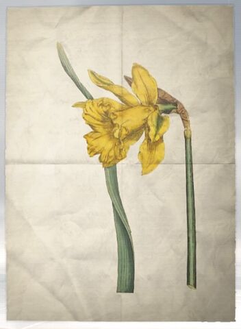 File:ACS DB Daffodil.jpg