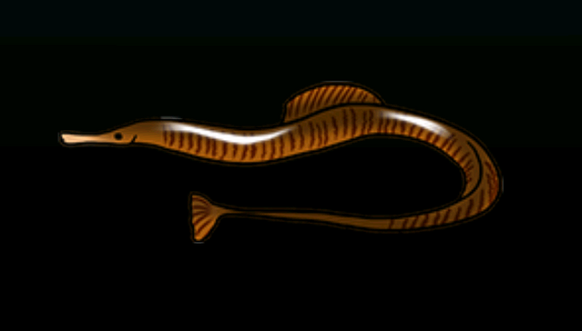 File:PipefishACP.png