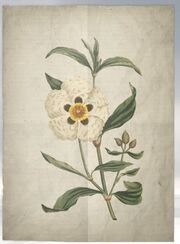 ACS DB Gum Cistus