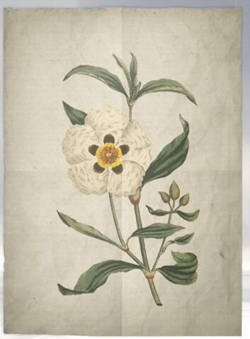 File:ACS DB Gum Cistus.jpg