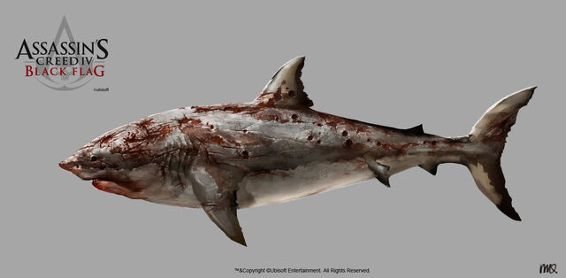 File:Assassin's Creed IV Black Flag White shark damage states by max qin.jpg