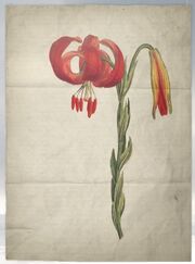 ACS DB Lilly