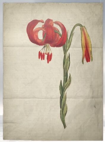 File:ACS DB Lilly.jpg