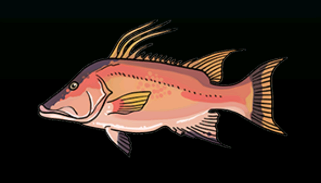 File:HogfishACP.png