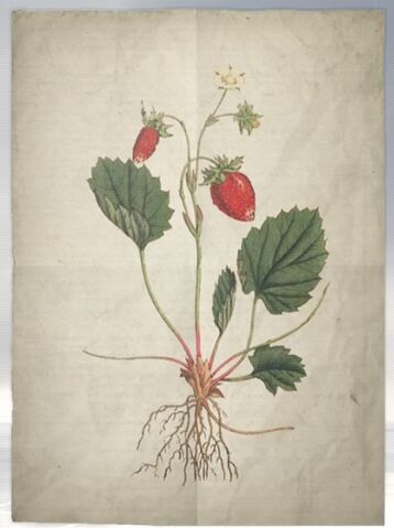 File:ACS DB Strawberry.jpg