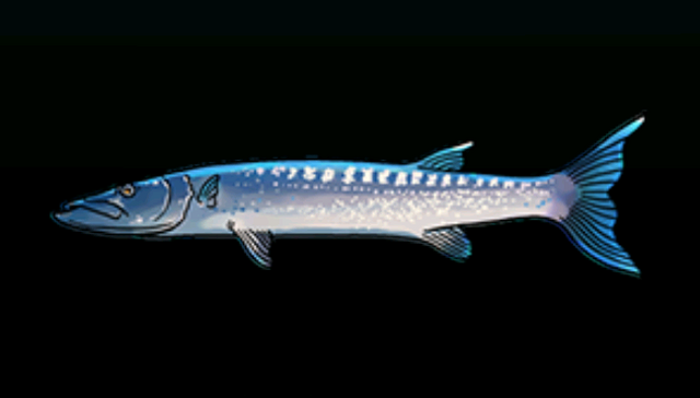 File:BarracudaACP.png