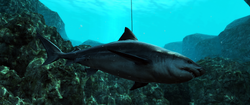 AC4 Bull Shark