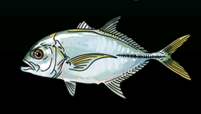 File:Horse-eyeJackACP.png