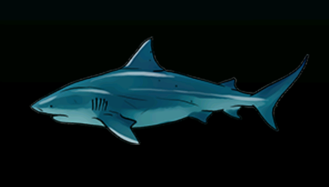 File:BullSharkACP.png