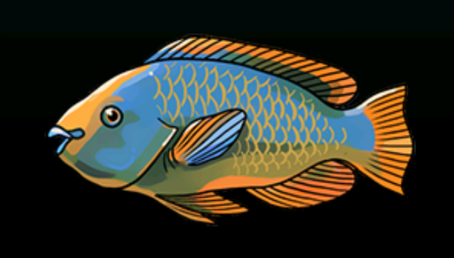 File:RainbowParrotfishACP.png